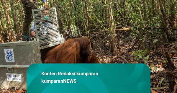 foto-pelepasliaran-orang-utan-ke-hutan-kalimantan-kumparan